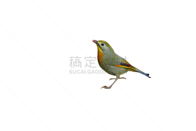 红嘴相思鸟,分离着色,水平画幅,无人,绘画插图,鸟类,野外动物,户外,特写,北美歌雀