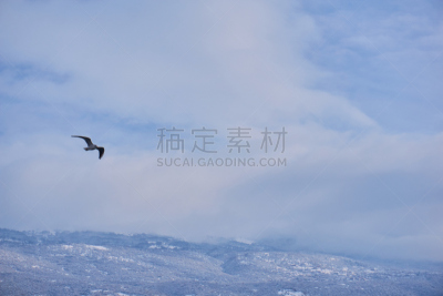 海鸥,奥理德湖,可爱的,自由,野生动物,天鹅,动物,鸟类,海岸线,湖