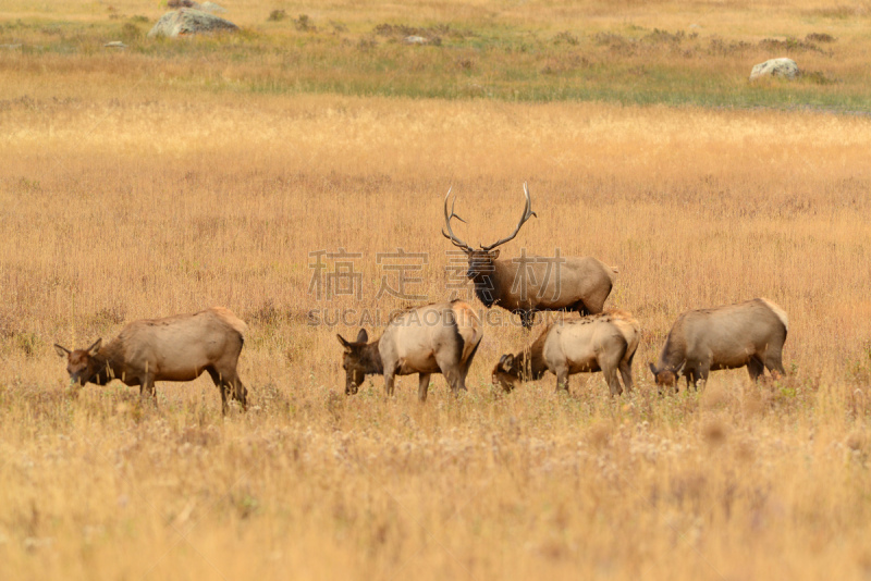 Bull elk watching over his herd of female cows.