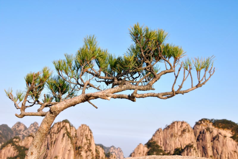 黄山山脉,中国,松树,力量,形状,杰弗里松木,松树木,美,水平画幅,植物