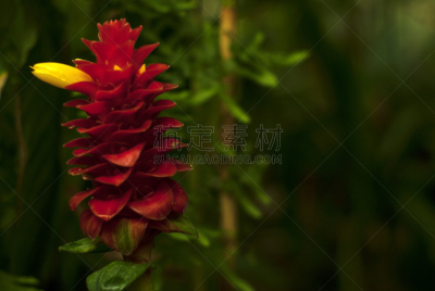 花序,costus,红色,黄色,仅一朵花,自然美,菠萝,自然,美,水平画幅