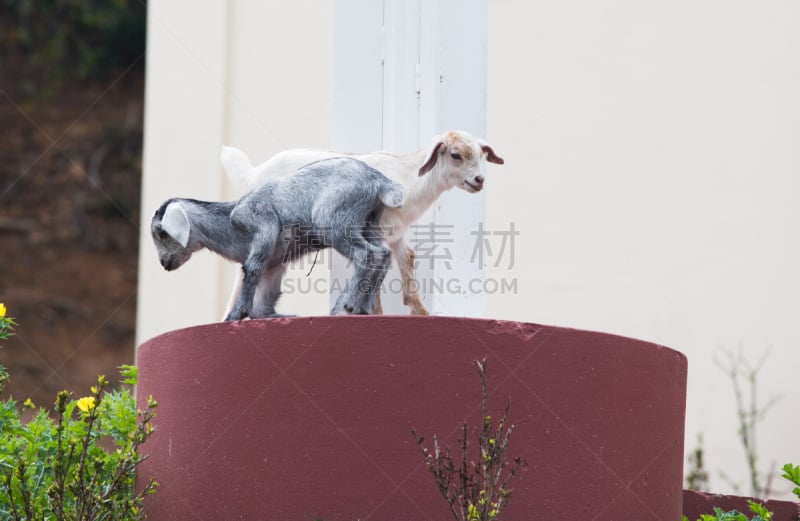 进行中,小山羊,白色,加勒比海地区,灰色,图像,水平画幅,新生动物,幼小动物,动物