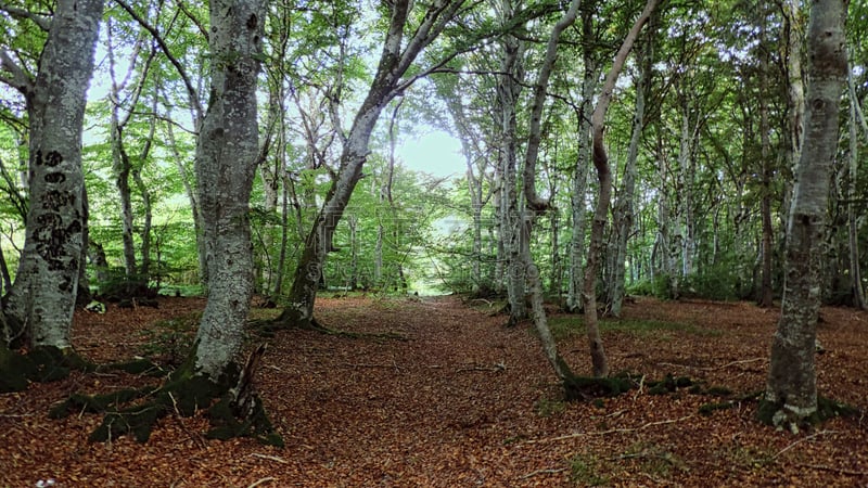 Vue du sousbois du col de la Nugère