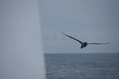 南冰洋,在上面,美国,水平画幅,无人,鸟类,海鸥,简单,海洋,摄影
