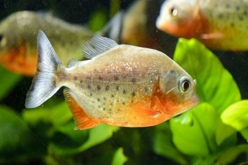 水族馆,鱼类,水,水平画幅,动物学,水下,尖利,特写,水虎鱼,红腹水虎鱼