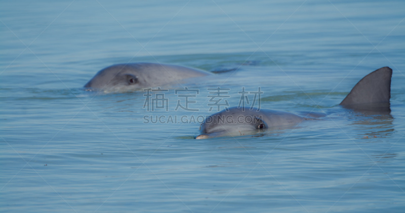 海豚,海滩,monkey mia,小海豚,海豚鱼,澳大利亚,图像,水平画幅,骑自行车,动物