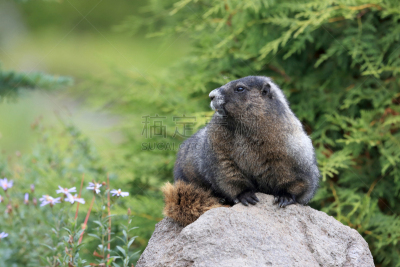 灰白旱獭,雨山国家公园,华盛顿州,华盛顿,雷尼尔雪山,冻原,羽扇豆,野生动物,美国,灰色