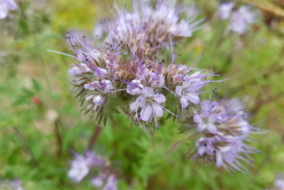 phacelia,pretty phacelia,花序,水平画幅,无人,健康保健,户外,草药,草本,植物