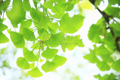 银杏,御堂筋,银杏树,大阪市,大阪府,自然,水平画幅,绿色,无人,日本