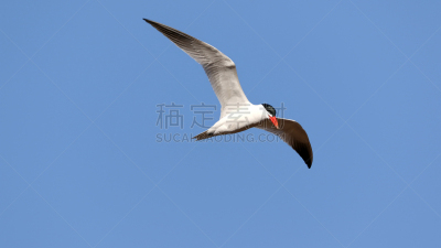 红嘴巨鸥,自然,天空,水平画幅,鸟类,半空中,动物身体部位,野外动物,张开翅膀,动物主题