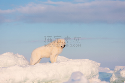狗,冻结的,雪,海洋,冰川,背景,自由,自然美,站,日落