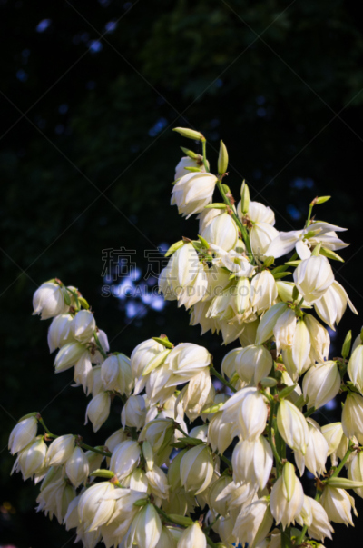 特写,白色,灌木,公园,小丝兰,垂直画幅,美,芳香的,枝繁叶茂,无人