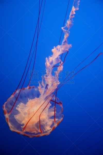 加利福尼亚,蒙特利,无人,水族馆,人工饲养动物,垂直画幅,蒙特利半岛,图像,水母,蒙特利市