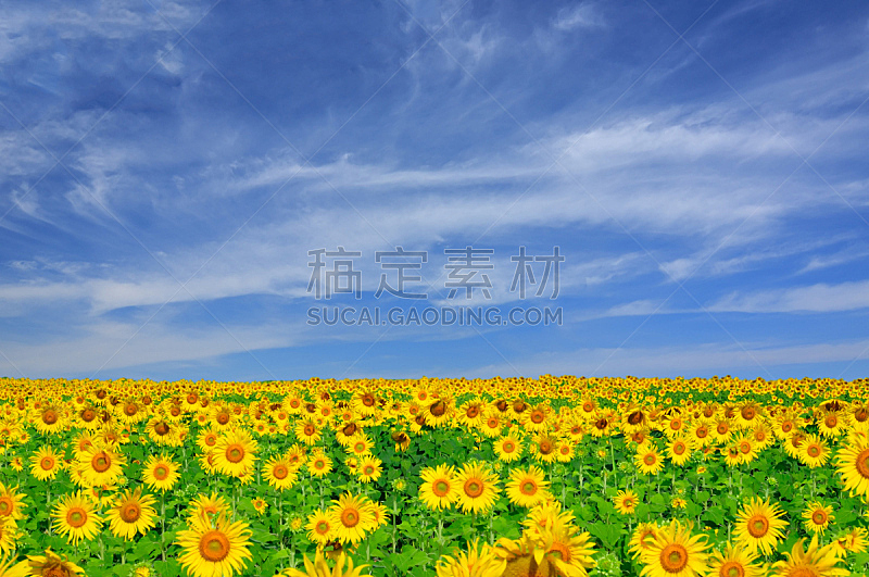 田地,向日葵,天空,水平画幅,无人,夏天,户外,泰国,明亮,农作物