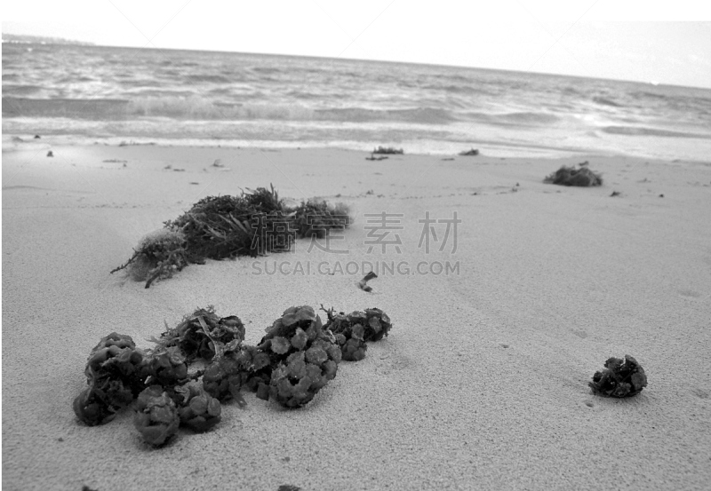 罗斯岛,哈弗洛克岛,安达曼和尼科巴群岛,海滩,水平画幅,无人,岛,印度,摄影,旅游