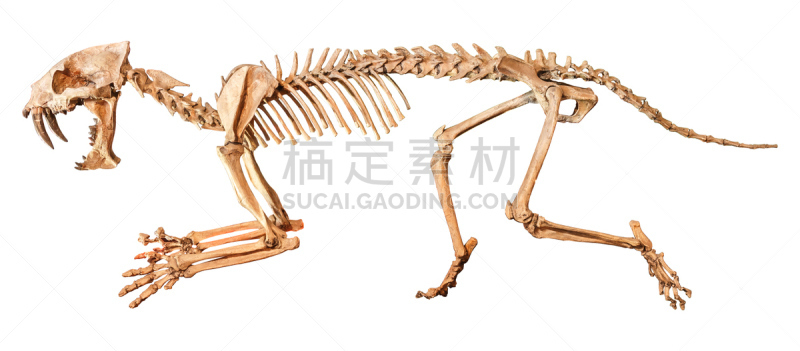 虎,动物骨骼,马刀,分离着色,野生猫科动物,水平画幅,科学,动物身体部位,泰国,恐龙