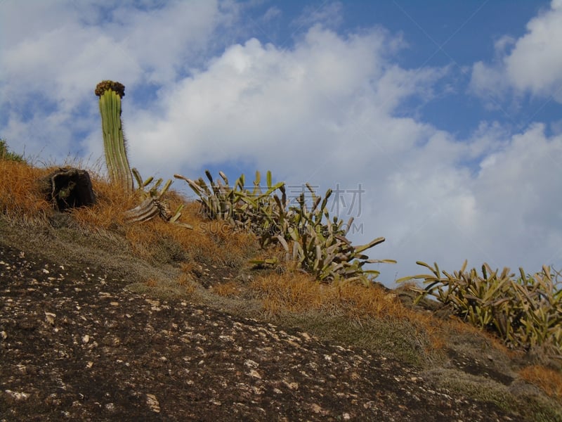 山,仙人掌,栽培植物,植物群,自然,水平画幅,地形,里约热内卢州,无人,尼泰罗依