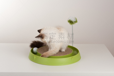 海豹猫,缅甸猫,猫,小猫,雄性动物,四只动物,月,古典式,刮刮乐,爪子