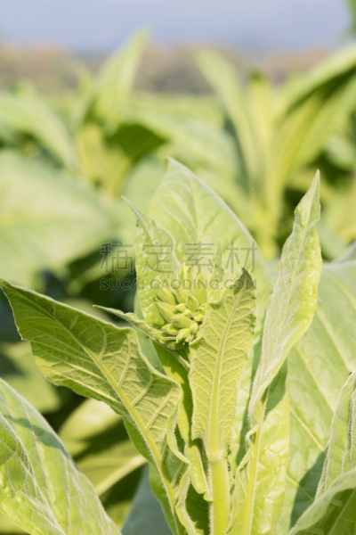 烟草,植物,塔巴科恩,花烟草,茄科,雪茄,尼古丁,自然,垂直画幅,花