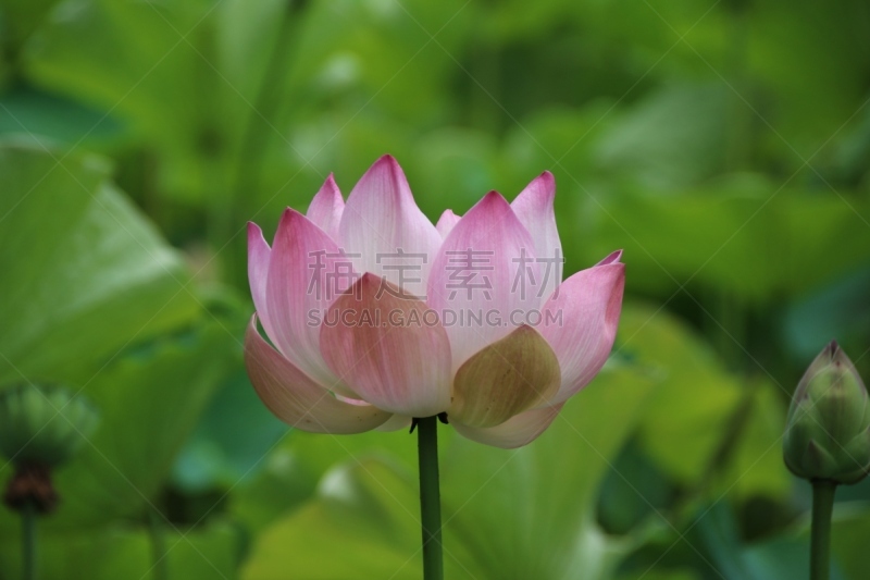 仅一朵花,亚洲睡莲,印度洋,毛里求斯,水,灵性,水生植物,荷花,水平画幅,符号