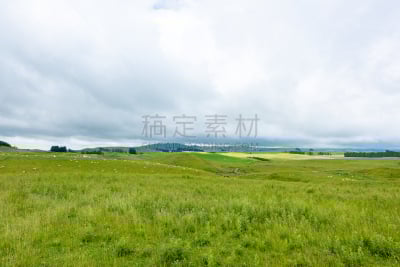 绿色,食草,羊群,新西兰,农场,49号公路,州