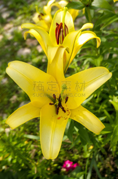 夏天,黄色,百合花,菜园,东正教,尼斯,人的头部,户外,季节,春天