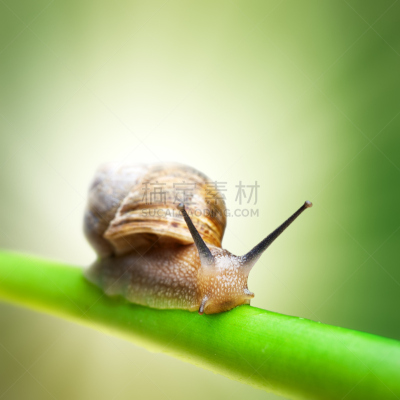 绿色,蜗牛,茎,正面视角,褐色,水平画幅,无人,软体动物,湿,动物身体部位