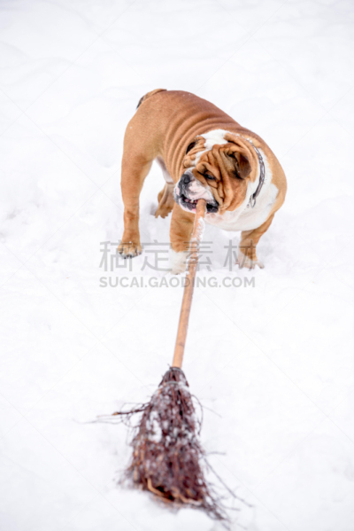 雪,英格兰斗牛犬,可爱的,寒冷,肖像,霜,狗,动物,犬科的,户外