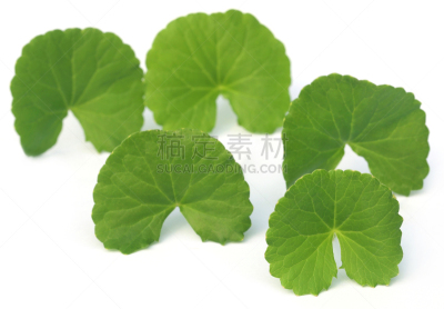 药,叶子,印度次大陆,拉他河,积雪草,抗炎,树袋熊,关节炎,印度草医学,顺势医学