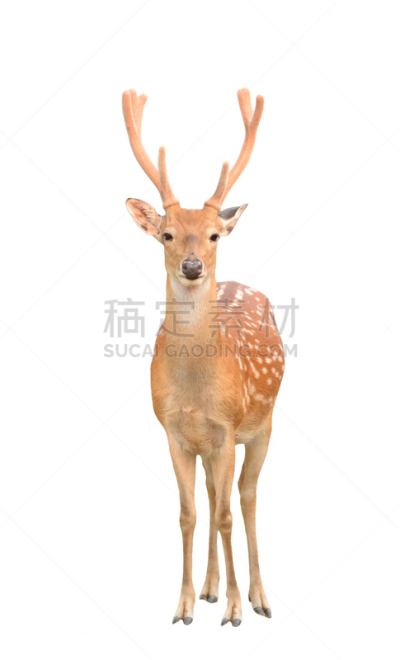 梅花鹿,雄性动物,分离着色,自然,垂直画幅,雄鹿,褐色,野生动物,可爱的,斑点
