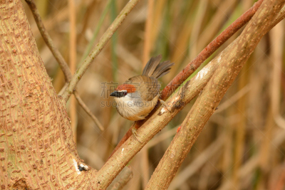 chestnut-capped babbler,热带鸟,水平画幅,无人,鸟类,动物身体部位,野外动物,户外,泰国,雨林