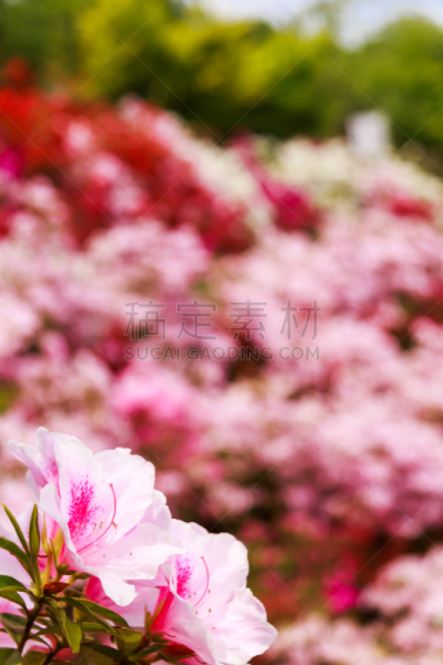 田地,日本,杜鹃花,垂直画幅,芳香的,无人,夏天,特写,柏树,开花时间间隔