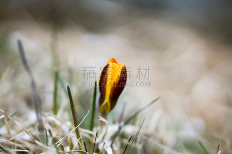 番红花属,背景,自然,春天,一只动物,黄色,小前锋,雪番,石南科灌木,番红花