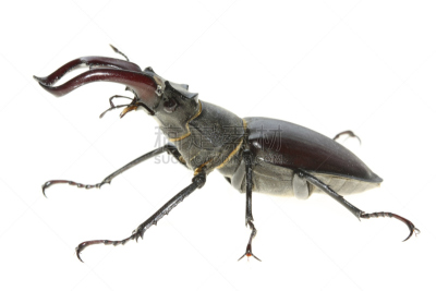 鹿角锹虫,japanese stag beetle,象鼻虫,水平画幅,野外动物,图像,特写,彩色图片,甲虫,雌性动物
