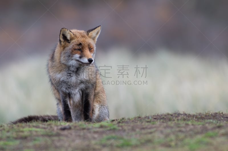 老年女人,红狐,狐狸,自然,野生动物,水平画幅,可爱的,无人,夏天,户外