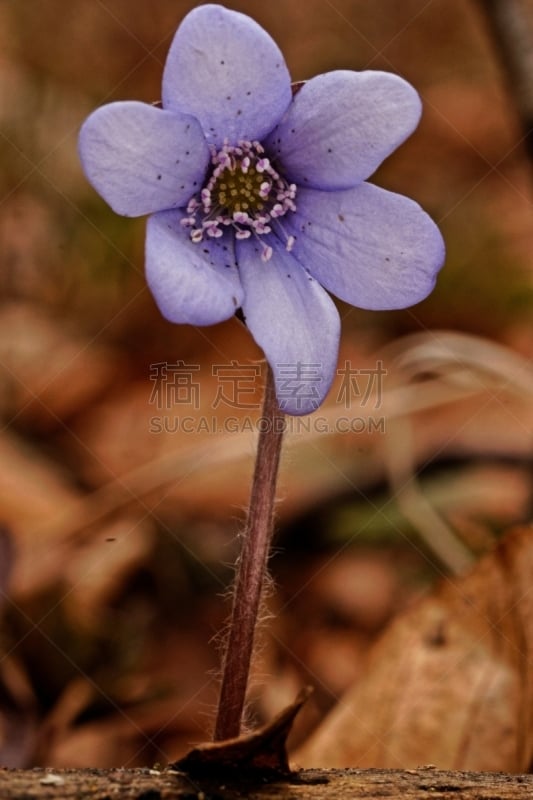 Leberblümchen im Nationalpark Hainich