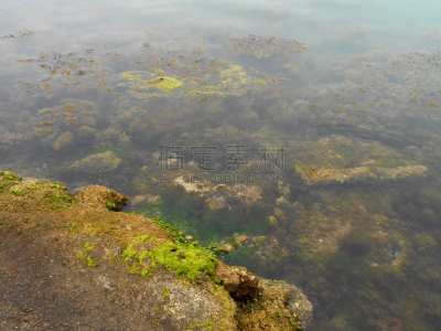 海草,岩石海岸线,在下面,水,富营养化水体,水平画幅,无人,平视角,海岸地形,户外