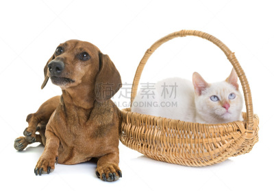 古老的,腊肠犬,小猫,褐色,水平画幅,小的,进行中,白色背景,背景分离,工作室