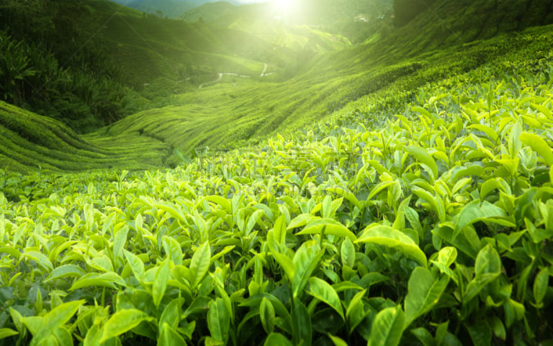 茶树,马来西亚,金马仑高原,水平画幅,山,无人,早晨,夏天,户外,农作物