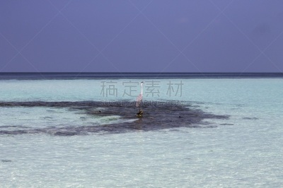 阿里环礁,灰色苍鹭,礁石,在上面,马尔代夫,分离着色,船,野生动物,云,印度洋
