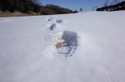 脚印,雪,日本,群马县,白色,非都市风光,高崎,全部,都市风光,生长