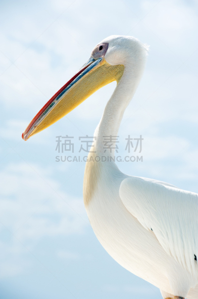 轻蔑的,非洲,沃尔维斯湾,鹈鹕,纳米比亚,垂直画幅,态度,动物身体部位,肖像,特写
