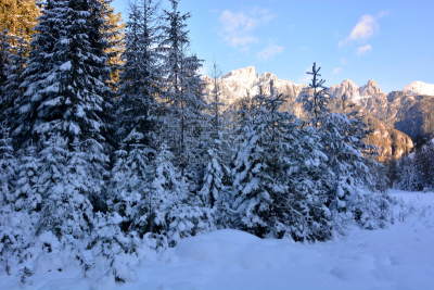 雪,森林,俄亥俄河,寒冷,雪橇滑学,山口,环境,霜,春天,杉树