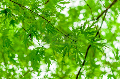 枝,叶子,绿色,春天,熟的,幼小动物,在下面,美,公园,水平画幅