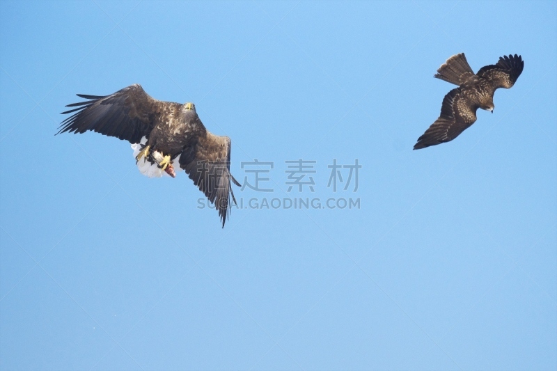 在上面,室内地面,罗臼岳,国后岛,网走市,白尾鹰,知床半岛,鄂霍次克海,北海道,冰山