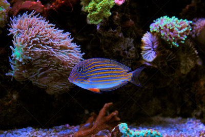 striped surgeonfish,小丑,在下面,水,水平画幅,水下,颊纹鼻鱼,生物学,特写,礁石