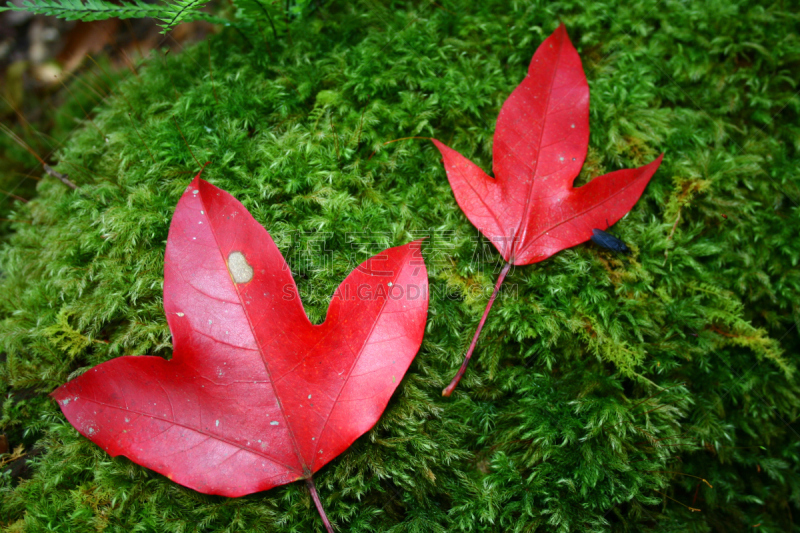 苔藓,绿色,红色,两个物体,枫叶,水平画幅,无人,湿,热带雨林,地毯