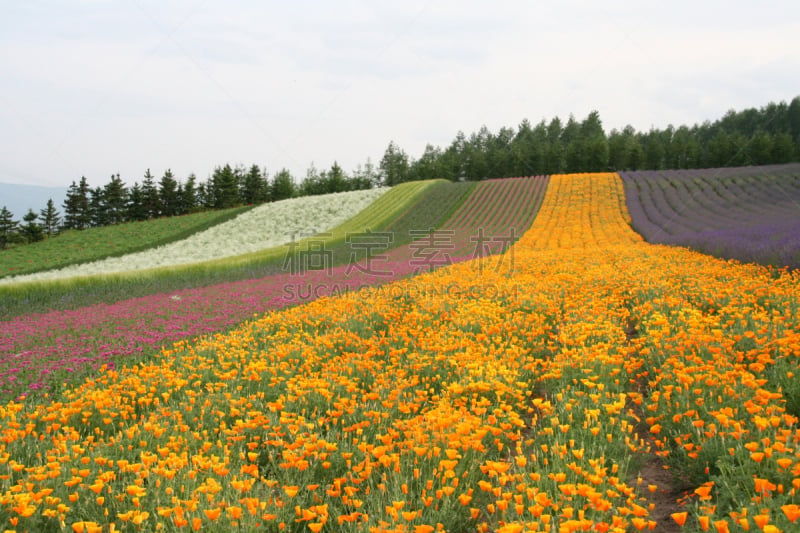 日本,北海道,田地,农场,水平画幅,富良野盆地,无人,夏天,户外,熏衣草