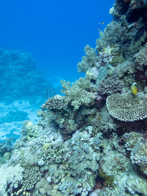 在底端,礁石,水下,海洋,地形,色彩鲜艳,鸡尾酒,深的,海洋生命,热带气候