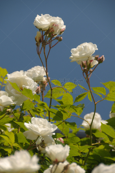 玫瑰,白色,自然,垂直画幅,天空,绿色,无人,蓝色,夏天,白玫瑰马铃薯